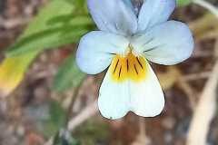 Viola arvensis_Neus Julia 