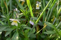 Viola arvensis_Neus Julia