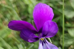 Viola bubanii_Isabel Gallen CC BY-NC