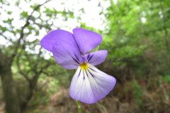 Viola bubanii_Margarida Vila CC BY-NC