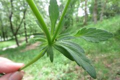 Viola bubanii_Margarida Vila CC BY-NC