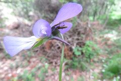 Viola bubanii_Margarida Vila CC BY-NC