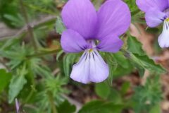 Viola bubanii_Merce Vallicrosa CC BY-NC
