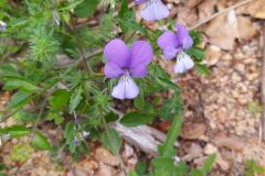 Viola bubanii_Merce Vallicrosa CC BY-NC