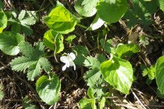 Viola suavis_Pere Barnola CC BY-SA