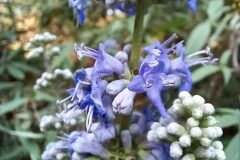 Vitex agnus castus