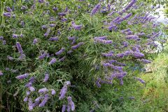 Vitex agnus castus_Joaquim Reberte
