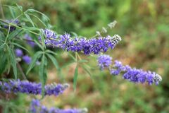 Vitex agnus castus_Joaquim Reberte