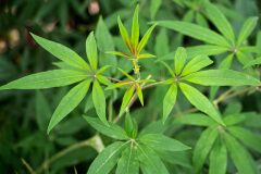 Vitex agnus castus_Joaquim Reberte