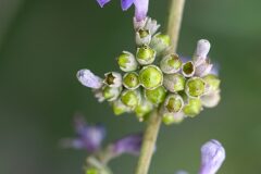 Vitex agnus castus_Joaquim Reberte
