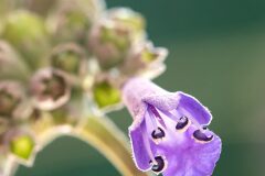 Vitex agnus castus_Joaquim Reberte