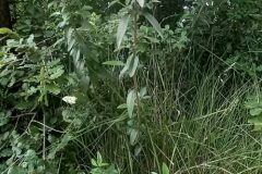 Vitex agnus castus_Neus Julia CC BY-SA