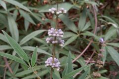 Vitex agnus castus_Neus Julia CC BY-SA