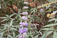 Vitex agnus castus_Neus Julia CC BY-SA