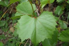 Vitis ×instabilis_Pere Barnola CC BY-SA