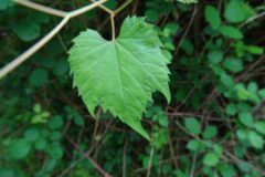 Vitis riparia_Josep Llovera CC BY-NC