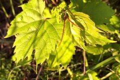 Vitis riparia_Kris Van Puymbroeck