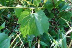 Vitis rupestris_Josep Llovera CC BY-NC