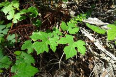 Vitis vinifera_Josep Llovera CC BY-NC