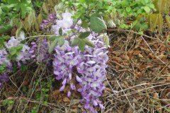 Wisteria sinensis_Pere Barnola CC BY-SA