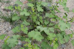 Xanthium orientale_Joaquim Reberte