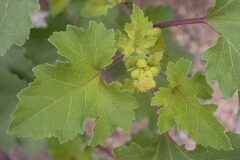 Xanthium orientale_Joaquim Reberte