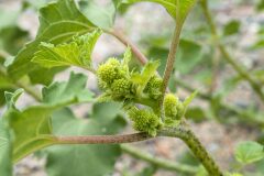 Xanthium orientale_Joaquim Reberte