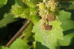 Xanthium orientale_Merce Vallicrosa CC BY-NC