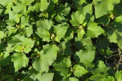 Xanthium orientale_Merce Vallicrosa CC BY-NC