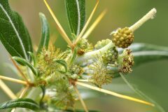 Xanthium spinosum_Joaquim Reberte