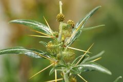 Xanthium spinosum_Joaquim Reberte