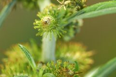 Xanthium spinosum_Joaquim Reberte