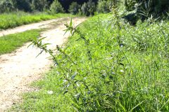 Xanthium spinosum_Joaquim Reberte