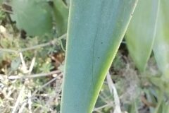 Yucca aloifolia_Josep Gesti CC BY-SA