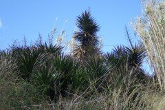 Yucca aloifolia_Pere Barnola CC BY-SA