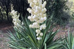 Yucca gloriosa_Gerardo Chavarri CC BY-NC