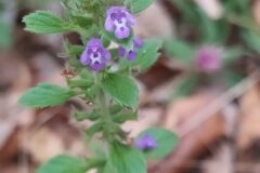 Ziziphora acinos acinos_Merce Vallicrosa CC BY-NC