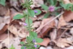 Ziziphora acinos acinos_Merce Vallicrosa CC BY-NC