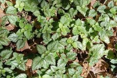 Lamium galeobdolon subsp. argentatum_Jordi Espar_CC BY