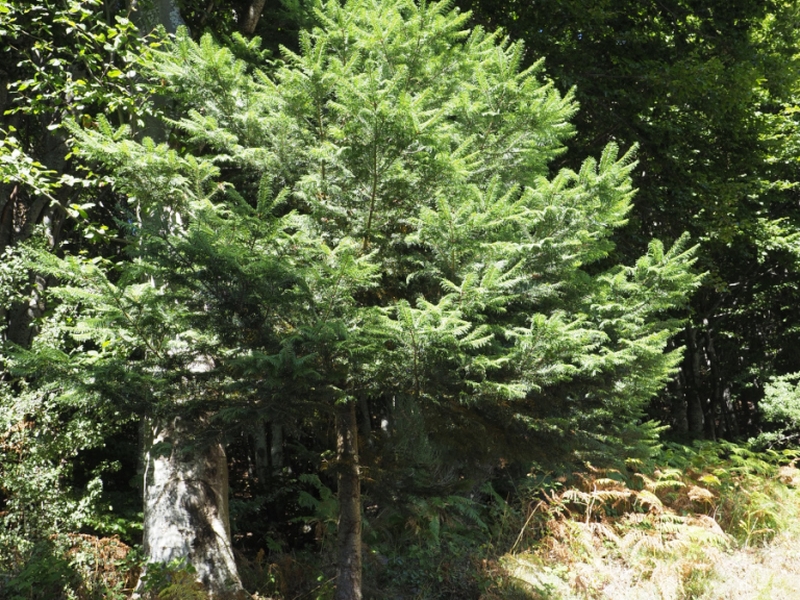 destacada Abies alba