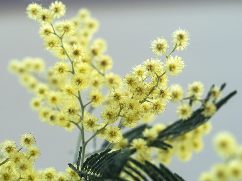 destacada Acacia dealbata