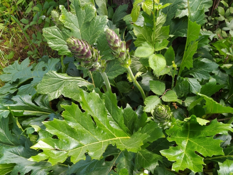 destacada Acanthus mollis