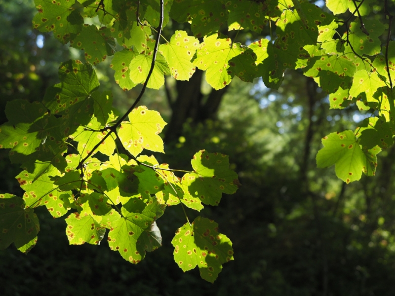 destacada Acer opalus opalus
