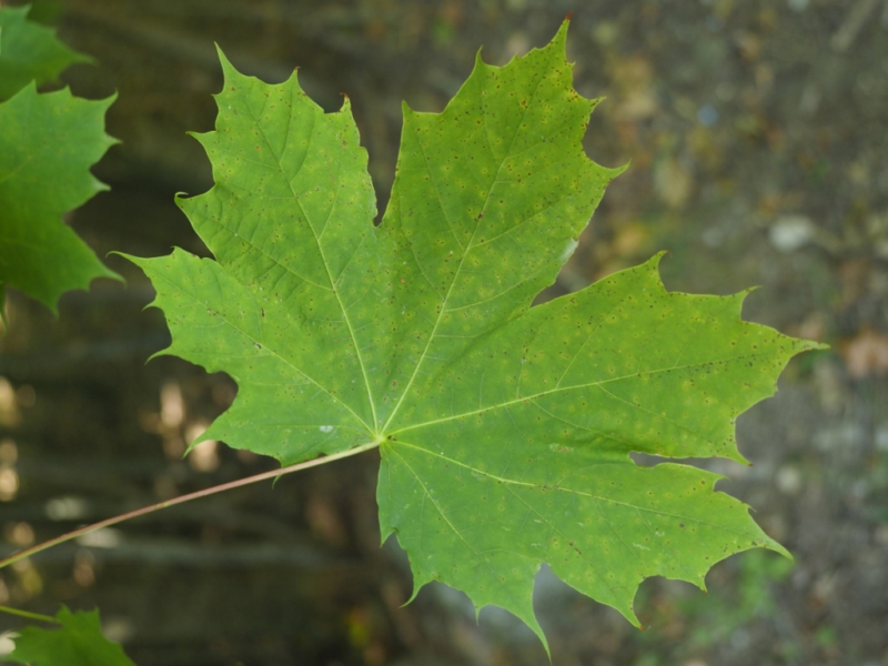 destacada Acer platanoides