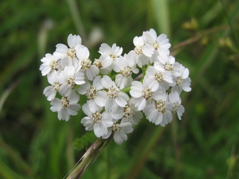 destacada Achillea millefolium