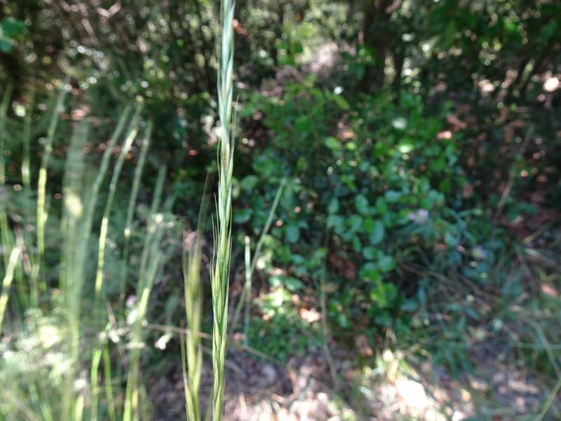 destacada Achnatherum bromoides