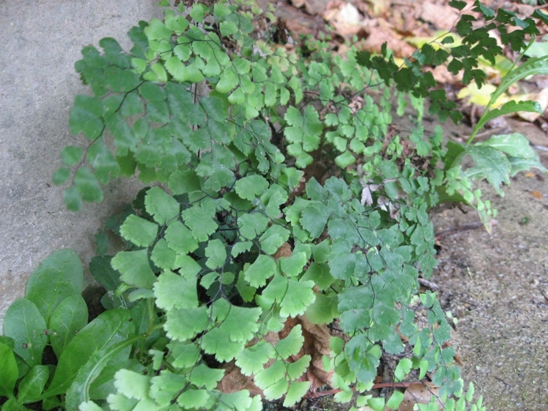 destacada Adiantum capillus veneris