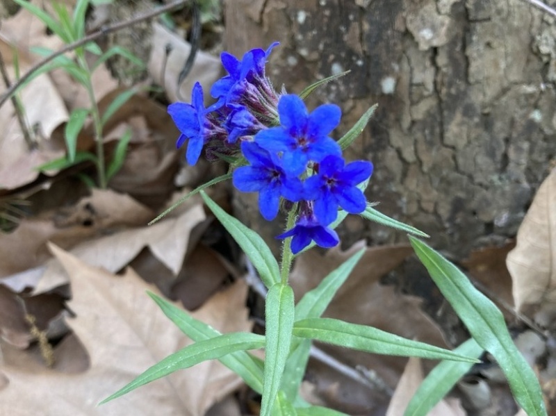 destacada Aegonychon purpurocaeruleum