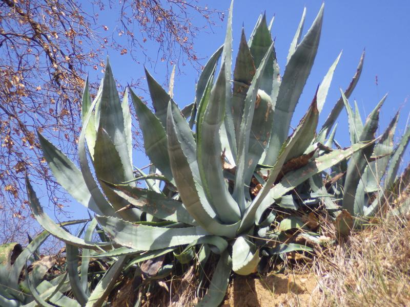 destacada Agave americana