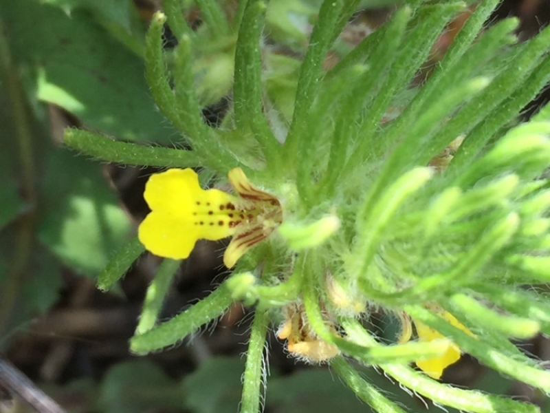 destacada Ajuga chamaepitys